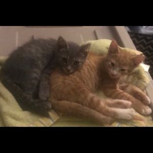 MY BABIES😻😻😻😻😻😻😻😻😻